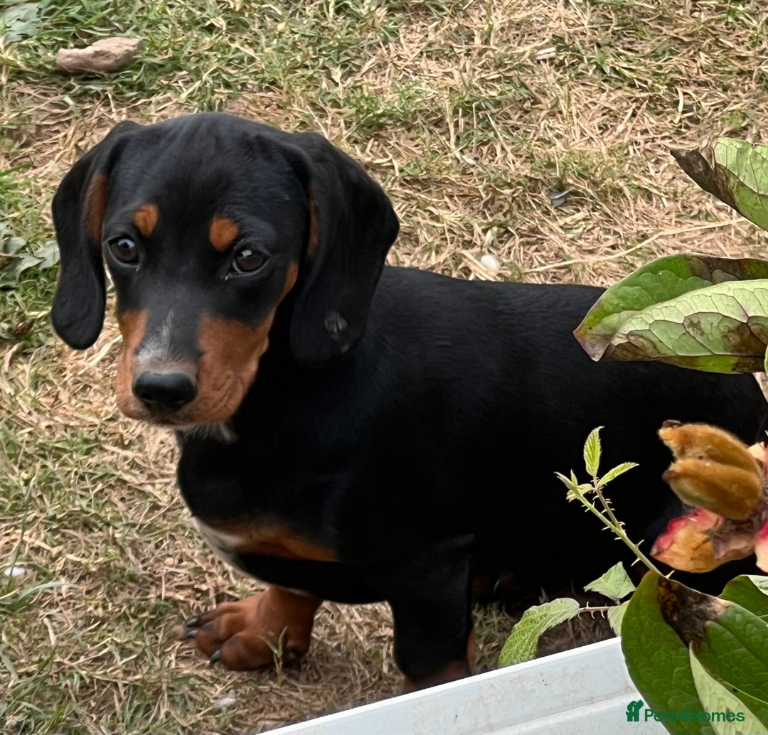 Mixed Breed dogs for sale: Beautiful female daxalier puppy.ready now. - Image 1