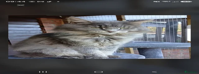 Elmo