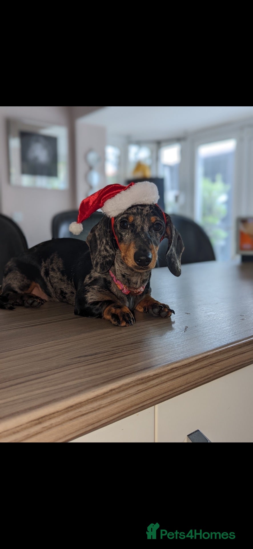 Miniature Dachshund dogs KC Reg Smooth Haired Miniature Dachshund Puppies - Advert 1