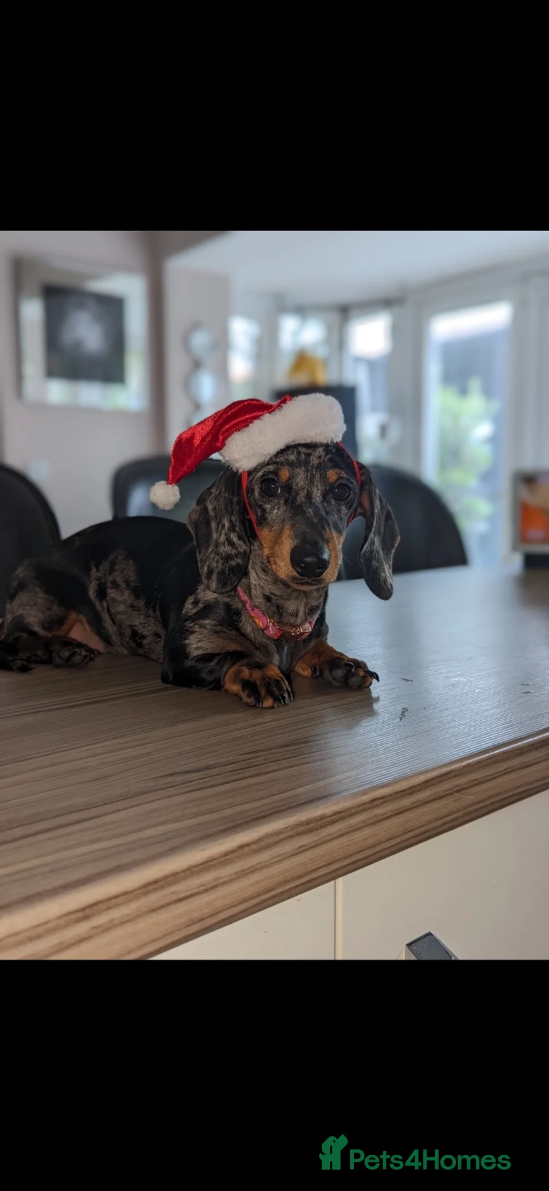 Miniature Dachshund dogs for sale: KC Reg Smooth Haired Miniature Dachshund Puppies - Advert 1