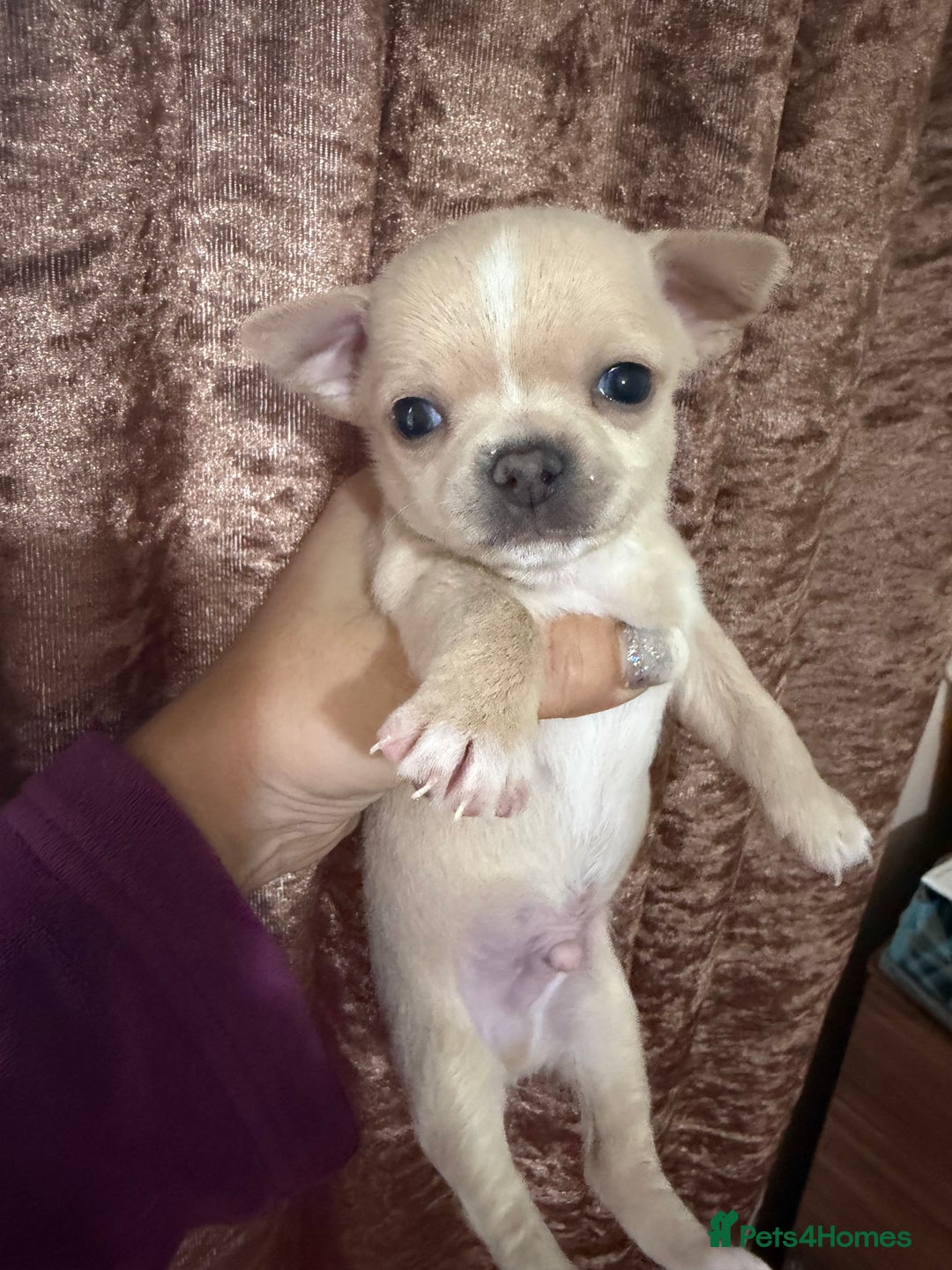 Chihuahua dogs for sale: Chihuahua pups - Advert 2