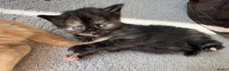 Mixed Breed cats for sale: Beautiful playful kittens £100 - £250 - Advert 16