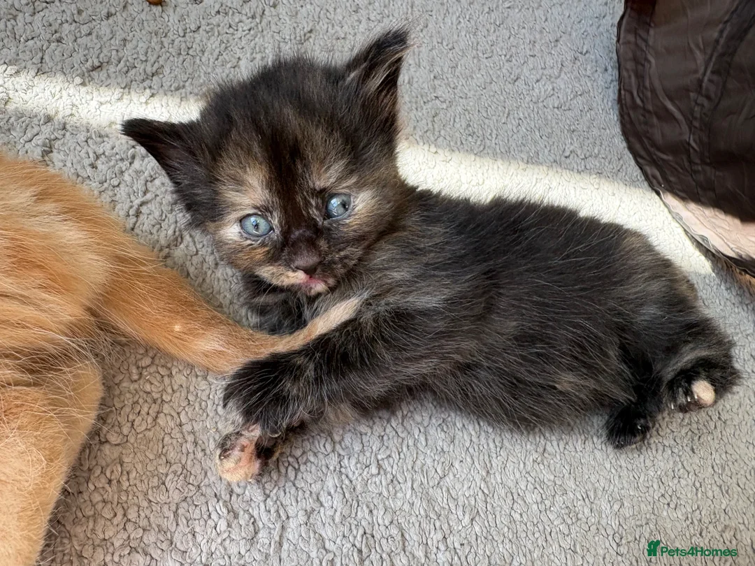 Mixed Breed cats for sale: Beautiful playful kittens £100 - £250 - Advert 16
