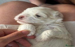 Maltipoo dogs for sale: Maltichon Puppy Looking for His Forever Home - Image 10