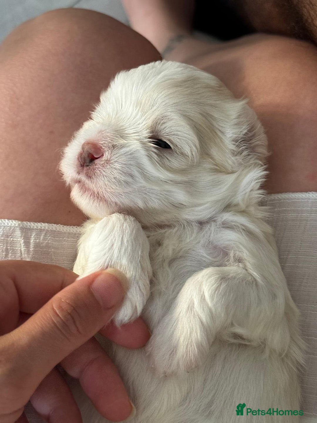 Maltipoo dogs for sale: Maltichon Puppy Looking for His Forever Home - Image 10