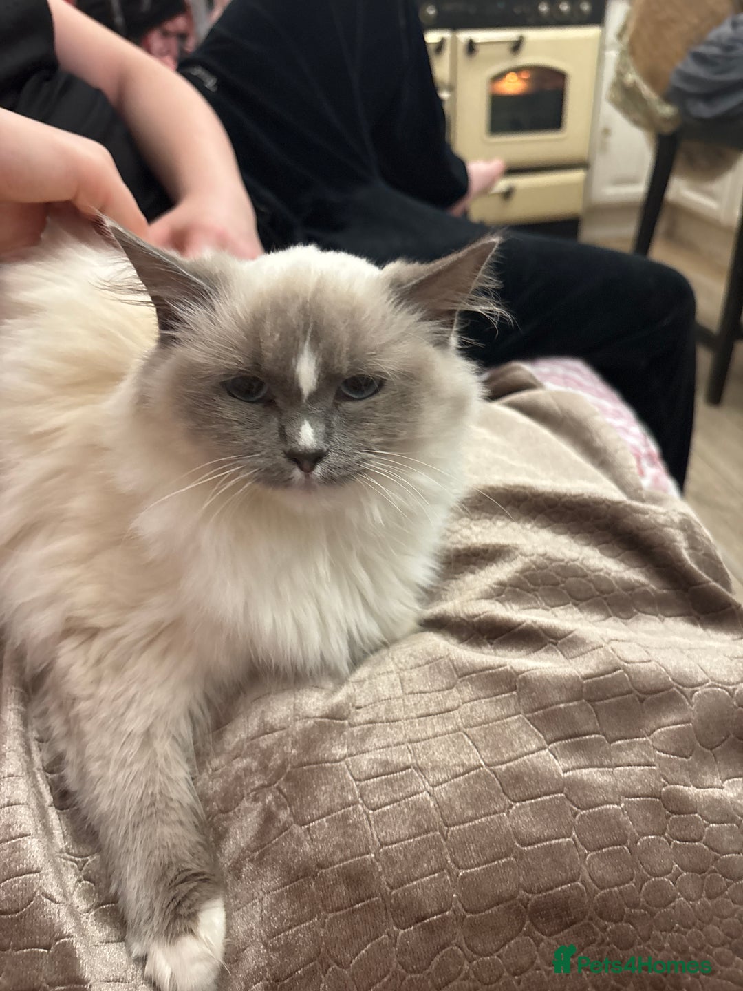 Ragdoll cats for sale: Ragdoll Kittens - Image 11