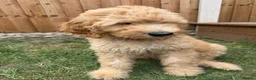 Mixed Breed dogs for sale: Australian doubledoodles  - Advert 6