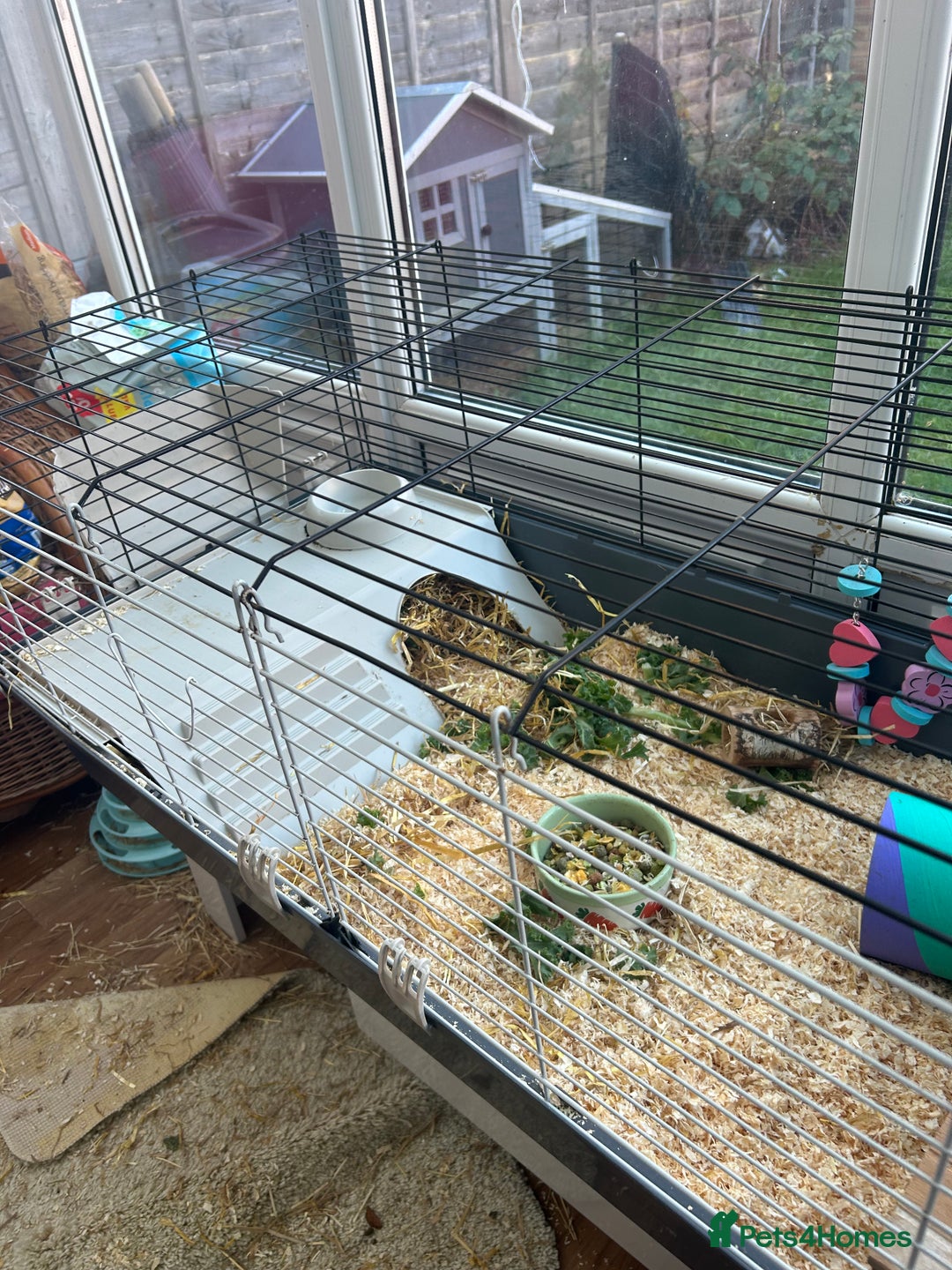 Guinea Pig rodents for sale: Two Female Guinea Pigs - Advert 4