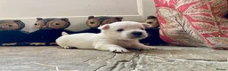 West Highland Terrier dogs for sale: Beautifully bred West Highland Terriers - Advert 6