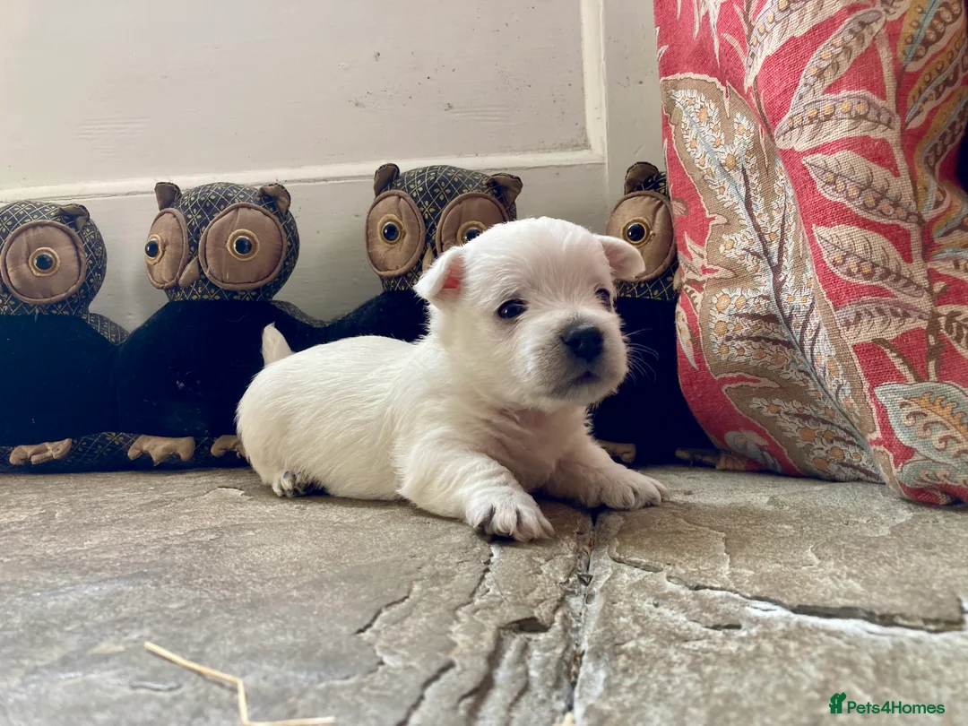 West Highland Terrier dogs for sale: Beautifully bred West Highland Terriers - Advert 6