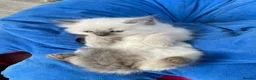 Ragdoll cats for sale: Kittens  - Advert 6
