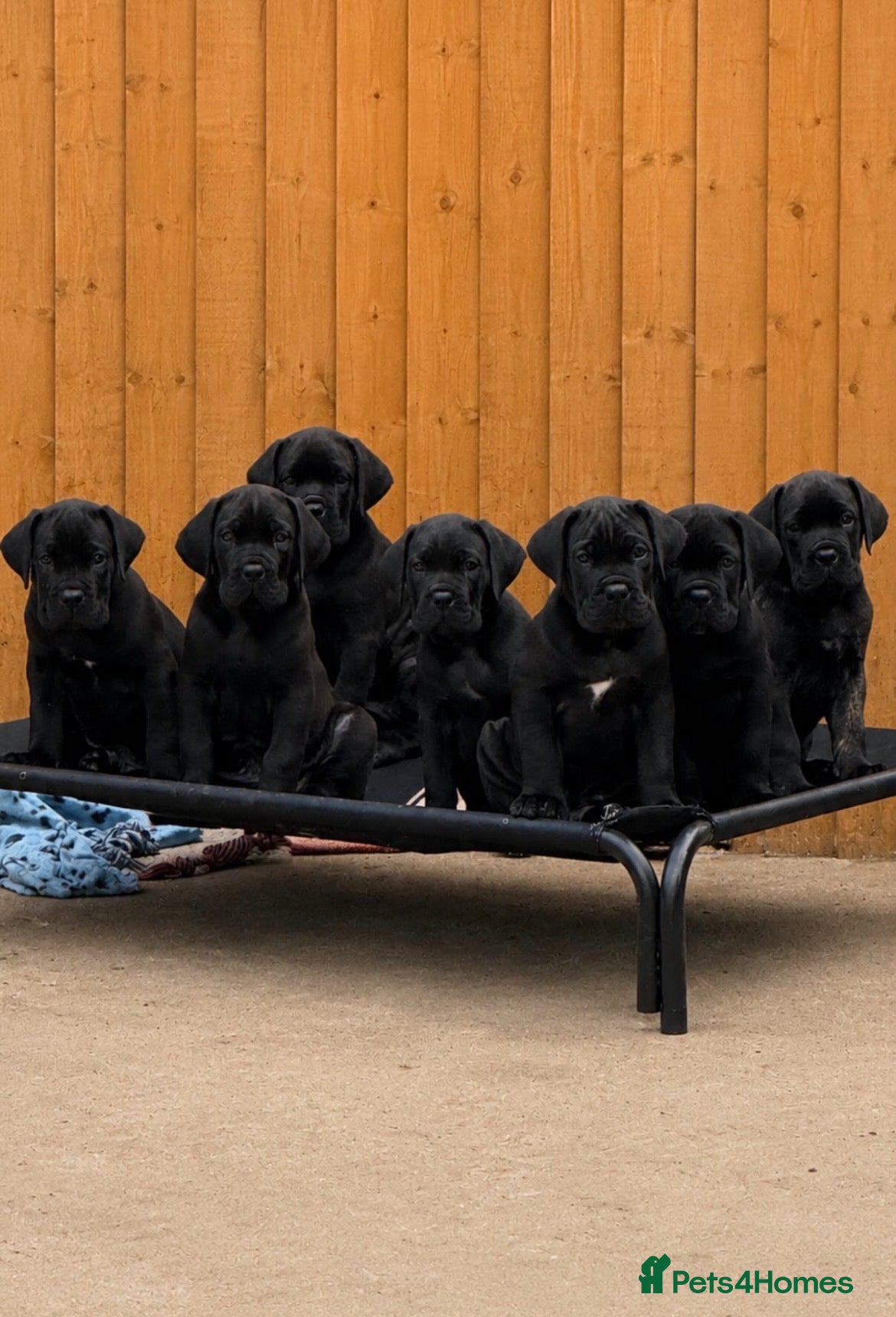 Cane Corso dogs Champion Bloodline Cane Corso’s - Advert 14