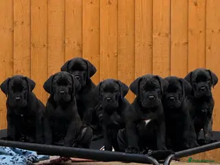 Cane Corso dogs Champion Bloodline Cane Corso’s - Advert 2