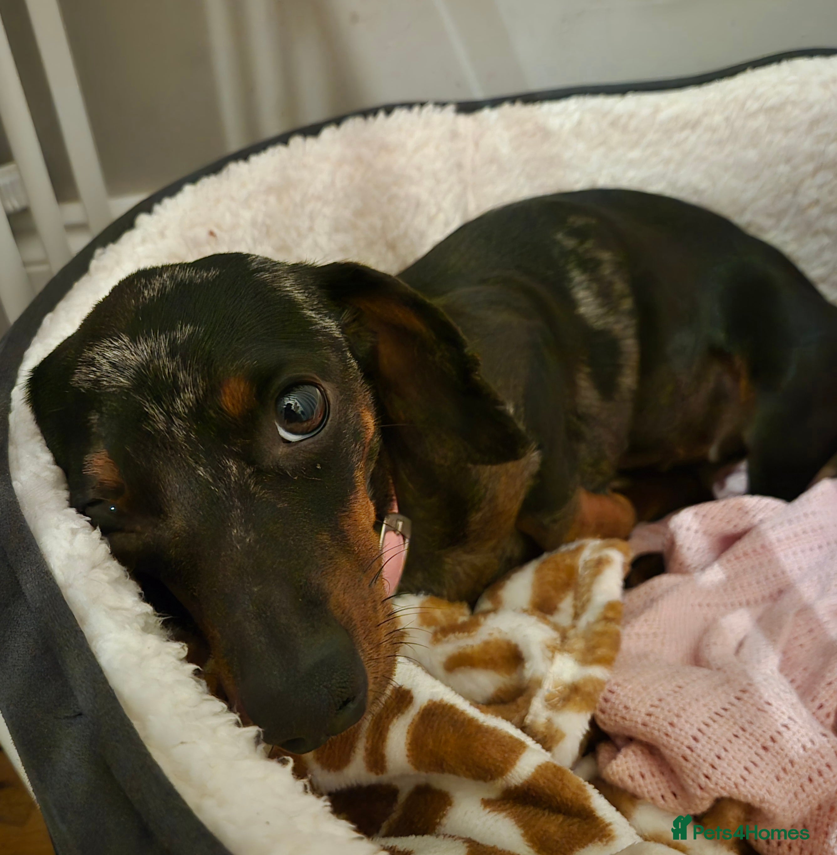 Dachshund dogs Pepper the miniature dachshund - Advert 1