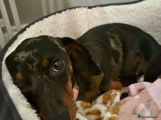 Dachshund dogs Pepper the miniature dachshund - Advert 1