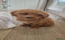 Cavapoo dogs for sale: Beautiful cavapoo fur babies  - Image 5