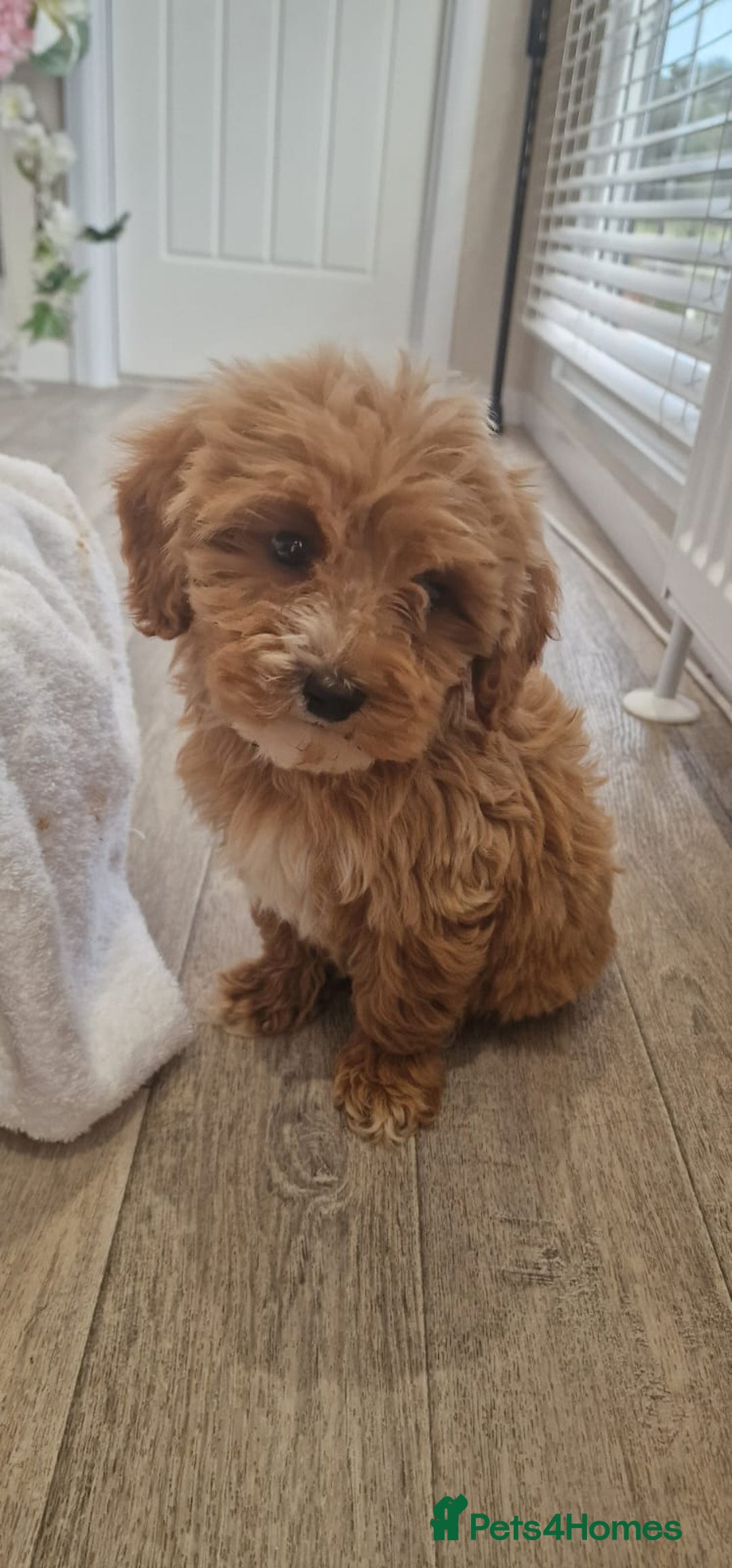 Cavapoo dogs for sale: Beautiful cavapoo fur babies  - Image 5
