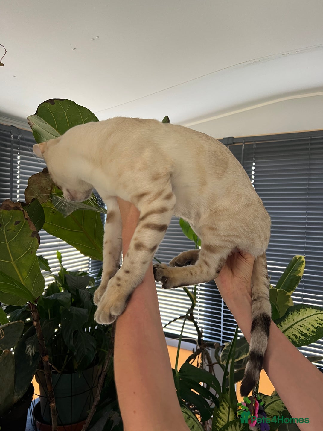 Bengal cats for sale: Male Snow & Female Brown Rosetta bengals - Image 8