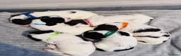 English Springer Spaniel dogs for sale: English springer spaniel puppies - Advert 19