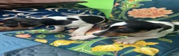 Jack Russell dogs for sale: Jack russel puppies - Advert 8