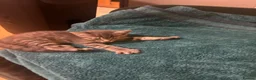Mixed Breed cats for sale: She is girl  - Advert 2