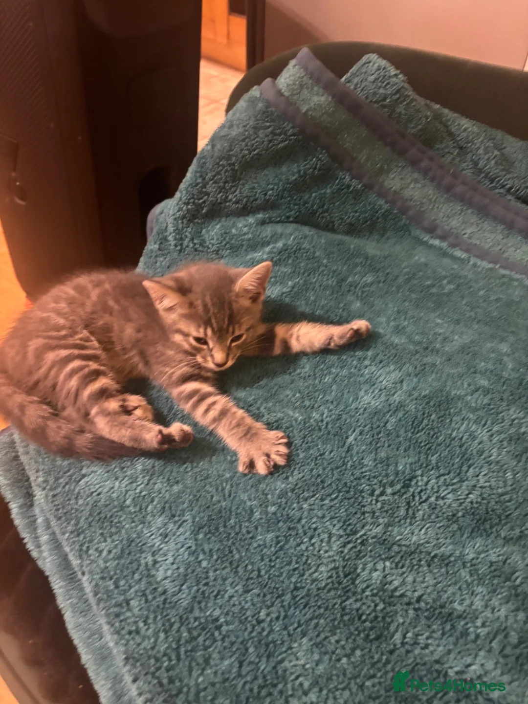 Mixed Breed cats for sale: She is girl  - Advert 2