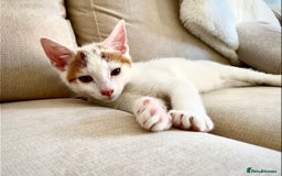 Persian cats for sale: Ragdoll / Persian Mix (4yrs) - Image 5