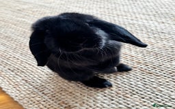 Mini Lop rabbits for sale: Mini Lop Black Rabbit  - Image 3
