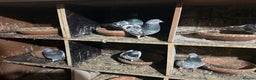 Pigeons birds for sale: Pakistani pigeons for sale  - Advert 4