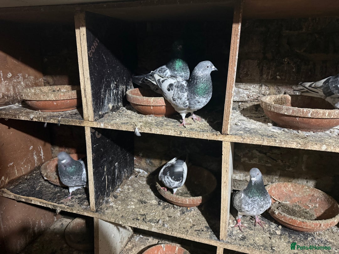 Pigeons birds for sale: Pakistani pigeons for sale  - Advert 4