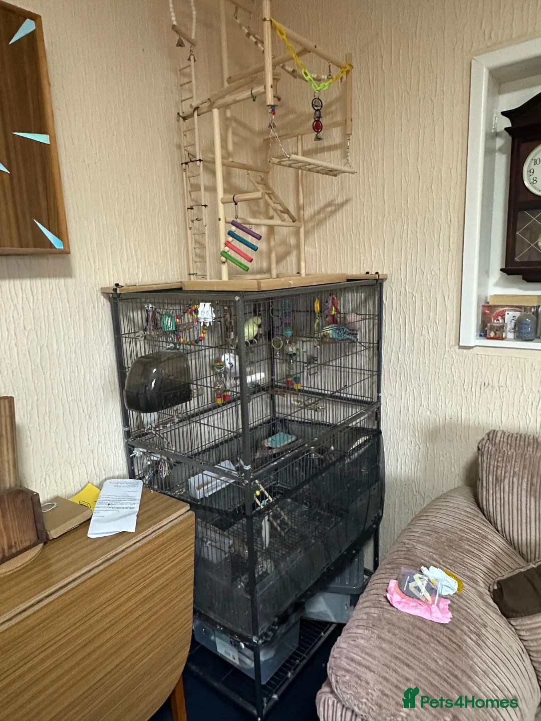 Budgerigars birds for sale: Budgies - Advert 2
