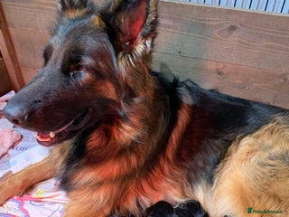 German Shepherd dogs - Advert 15