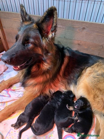 German Shepherd dogs - Advert 7