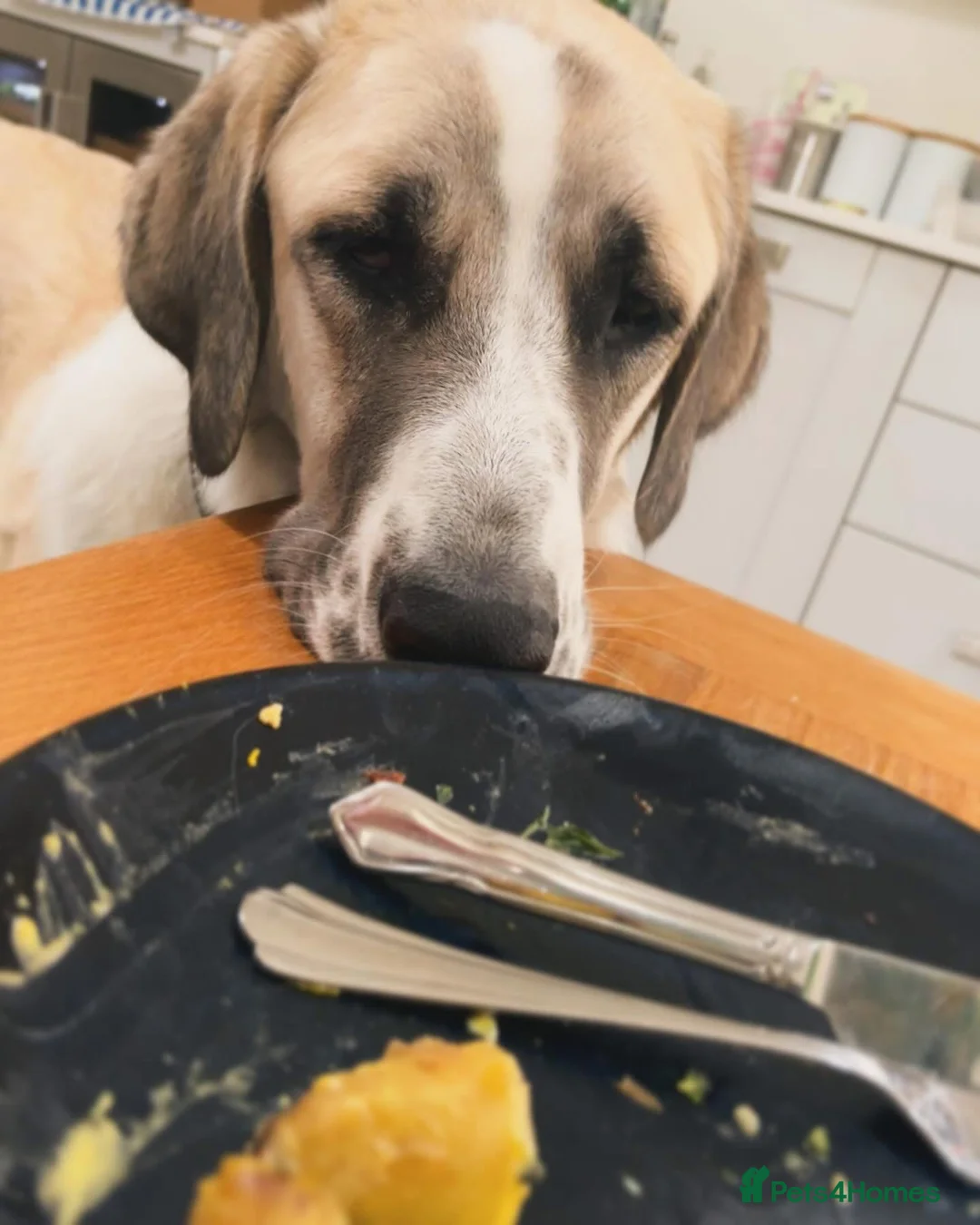 Mixed Breed dogs for adoption: Dexter The Gentle Giant ❤️ - Advert 11