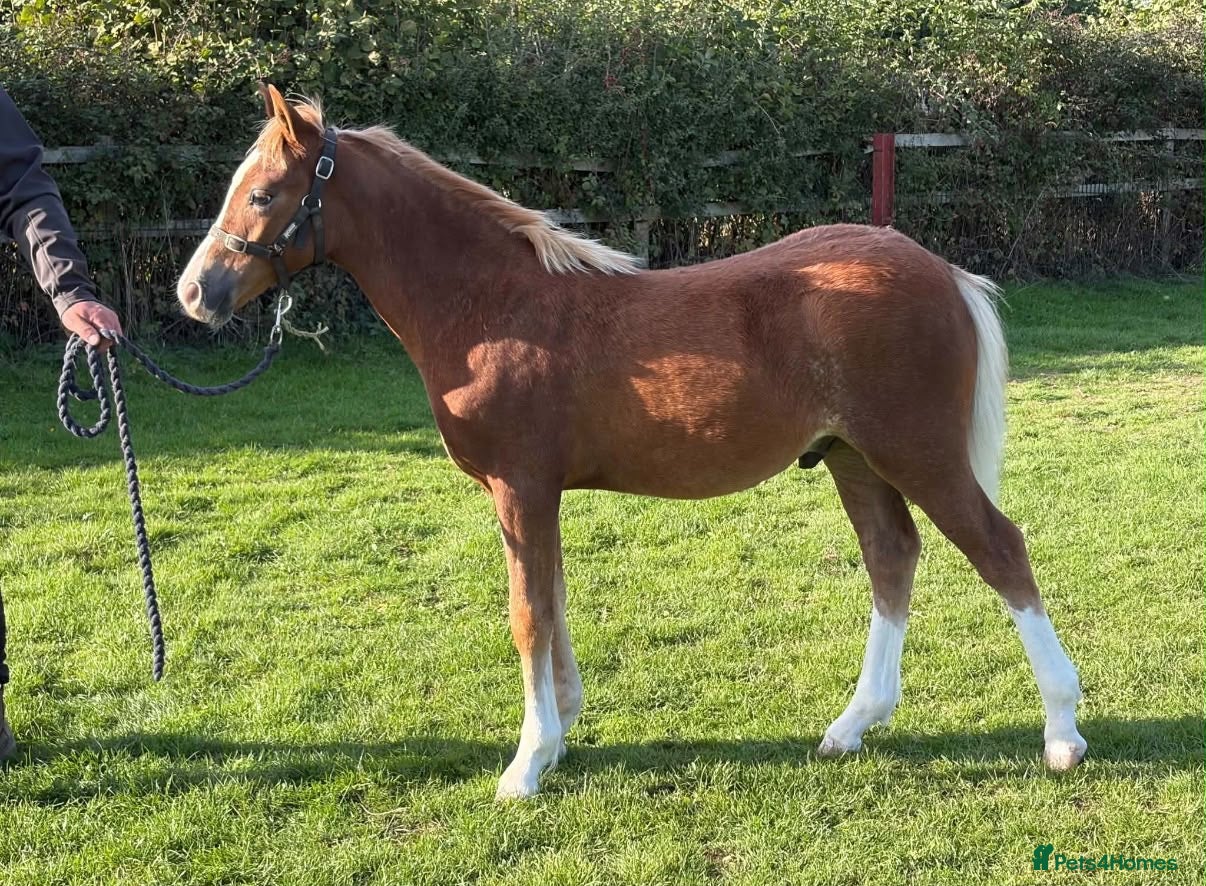 Welsh Section C horses Section C colt foal  - Advert 16