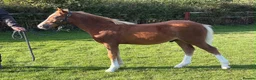 Welsh Section C horses for sale: Section C colt foal  - Advert 1