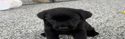 Labrador Retriever dogs for sale: Beautiful Labrador puppies for sale - Advert 3