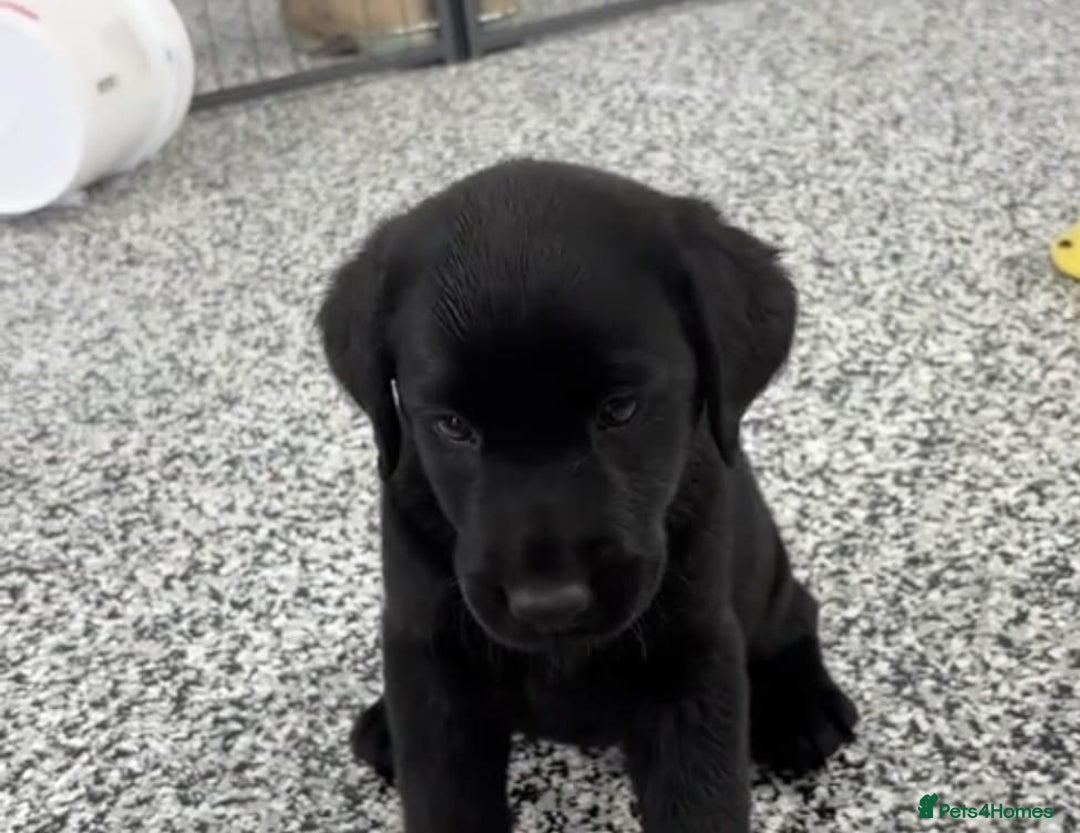 Labrador Retriever dogs for sale: Beautiful Labrador puppies for sale - Advert 3