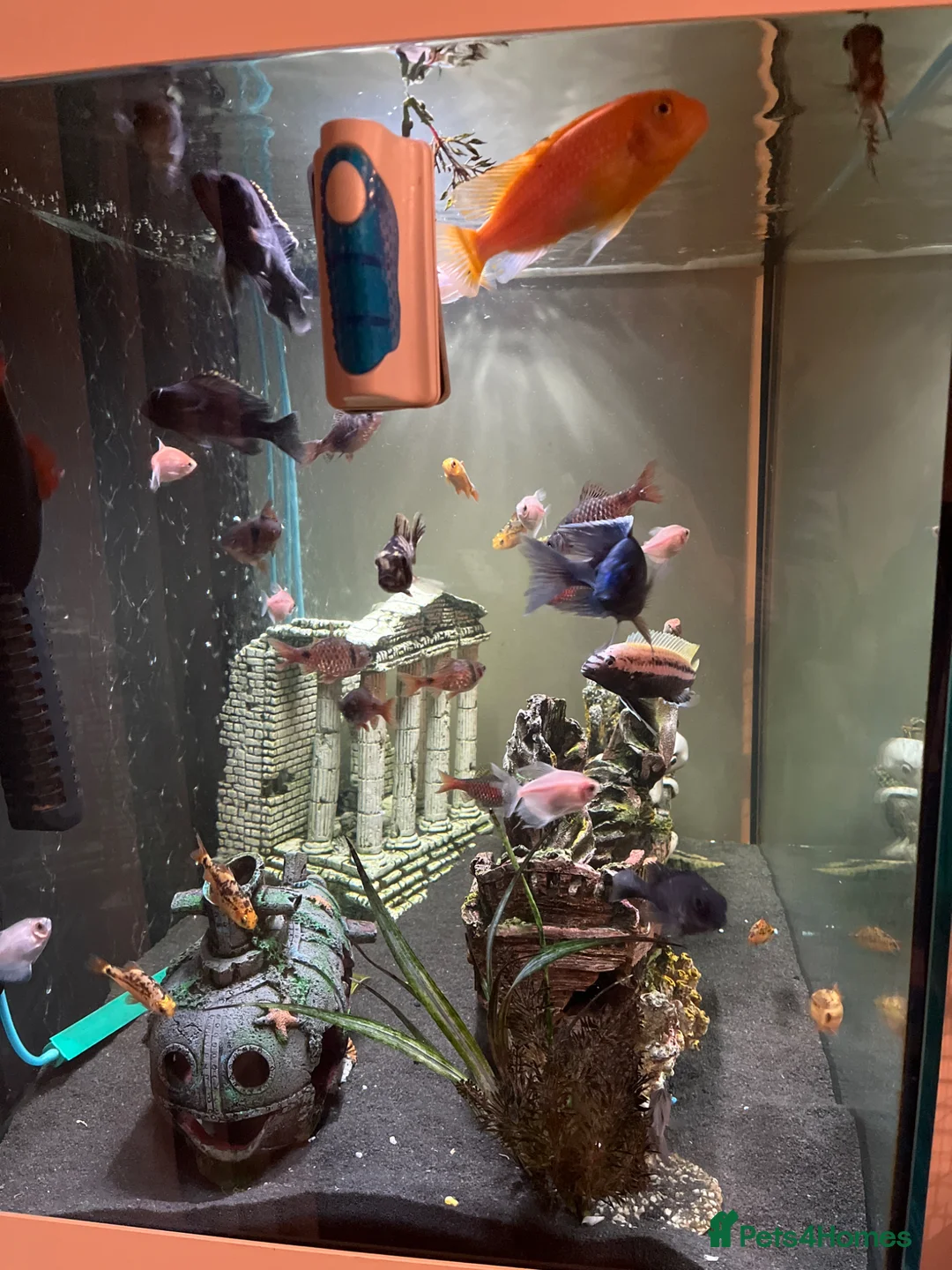 Mollies fish for sale: Full tropical set up  - Advert 7