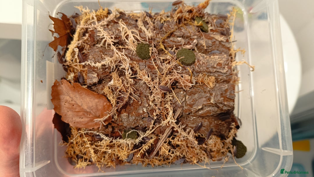 Mixed Breed invertebrates for sale: Tropical Grey Woodlice / Isopods - Huge Colonies - Image 10