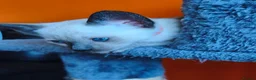 Siamese cats for sale: Gorgeous Siamese kittens!!! - Advert 9