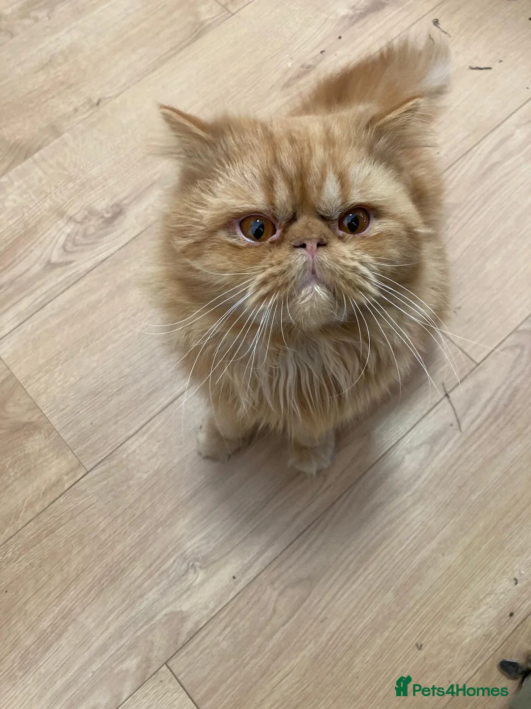 Persian cats for stud: Persian Stud Cat - Advert 2