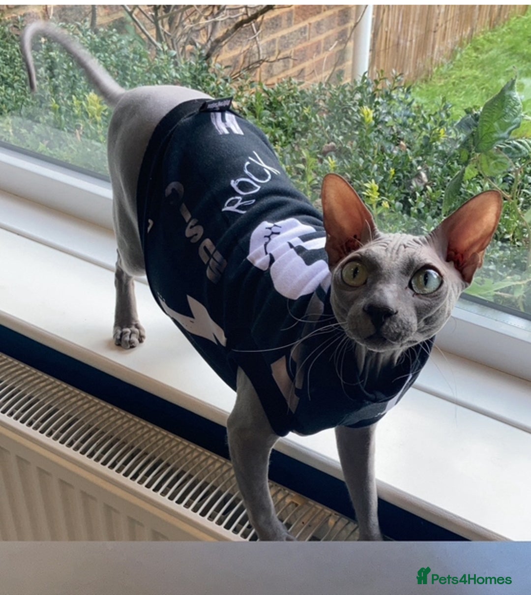 Sphynx cats for sale: ** For Adoption ** Sphynx Cats  - Image 2