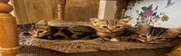 Mixed Breed cats for sale: 6 lovely kittens looking for new homes  in Bridgnorth - Advert 10