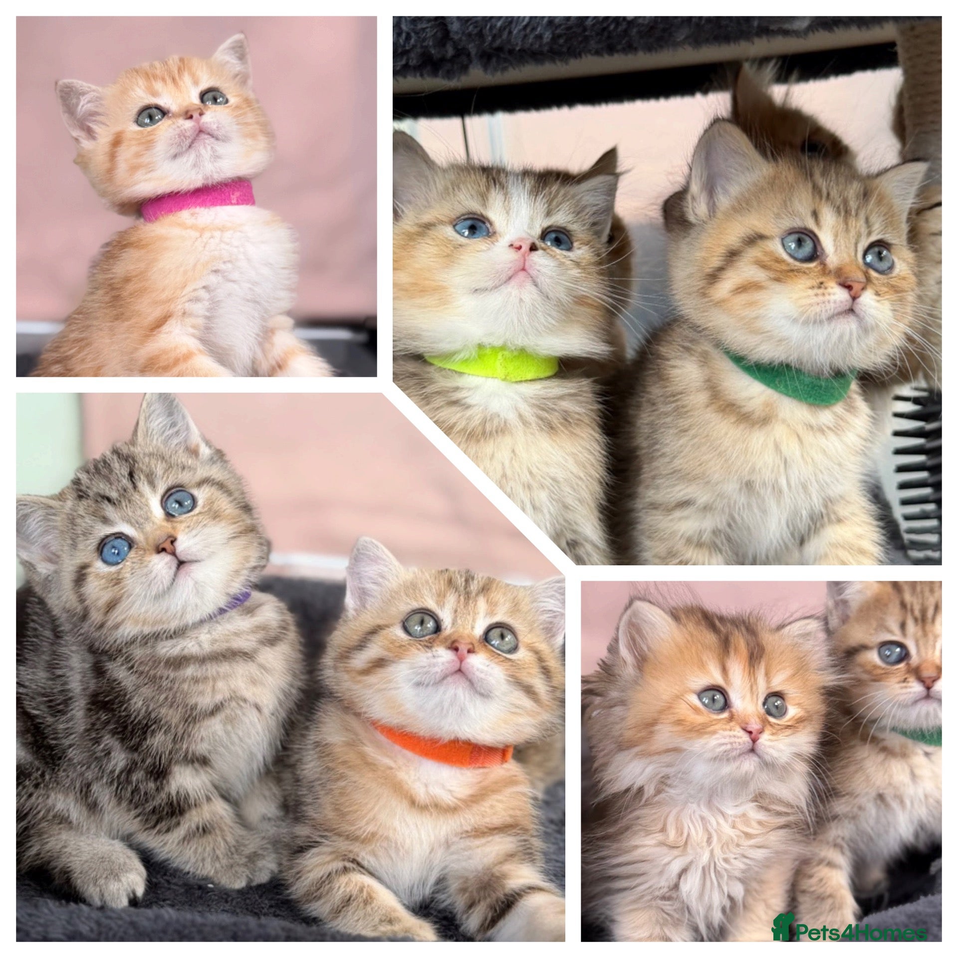 British Shorthair cats British sh/longhair odd/blue eyed golden kittens - Advert 12