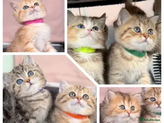British Shorthair cats British sh/longhair odd/blue eyed golden kittens - Advert 15