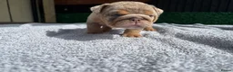 English Bulldog dogs for sale: English Bulldog Puppies - Advert 20