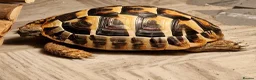 Hermann Tortoise reptiles for sale: Hermann Tortoise  - Advert 3