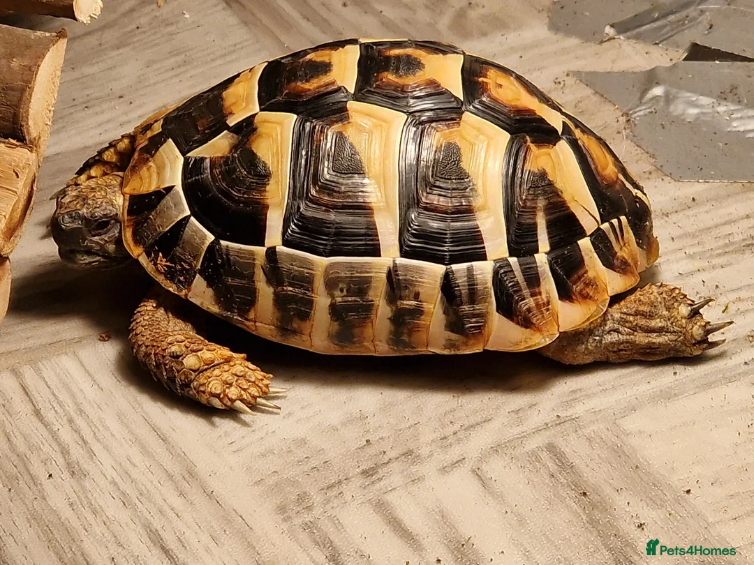 Hermann Tortoise reptiles for sale: Hermann Tortoise  - Advert 3