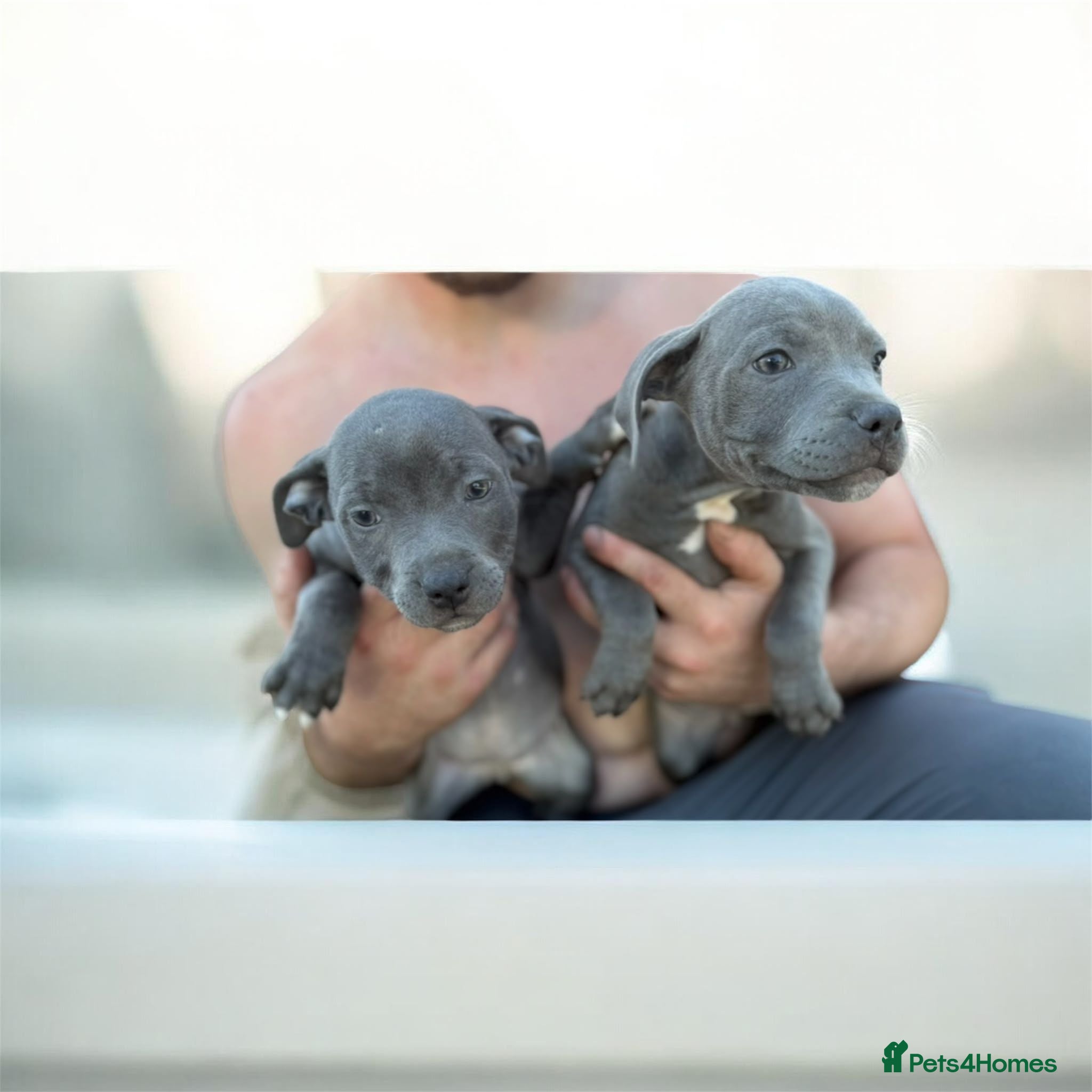 Staffordshire Bull Terrier dogs Staffordshire bull  - Advert 14